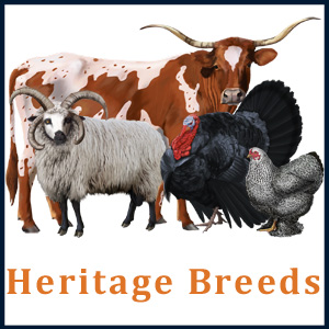 Collage of heritage breeds