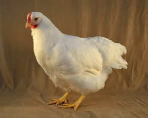 White Plymouth Rock pullet