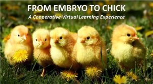 chicks with text From Embryo to Chick