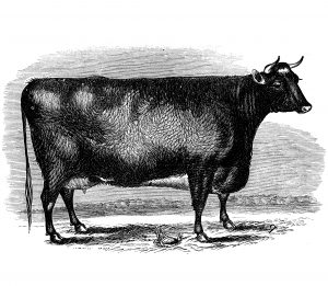 sketched cow