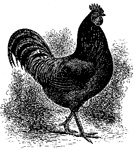 Sketched chicken