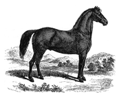 sketched horse