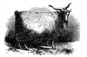 Sketched goat