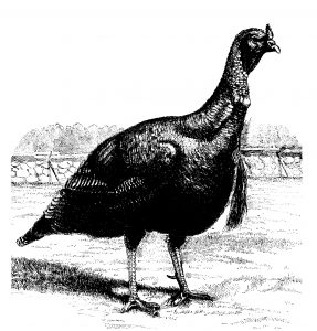 Sketched turkey