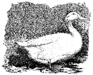 Sketched duck