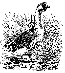 sketched goose