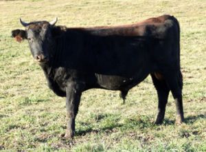 Canadienne Cattle