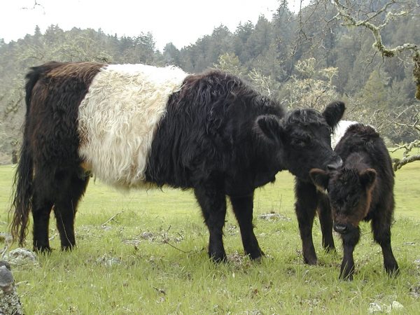 Belted Galloway cow with calf