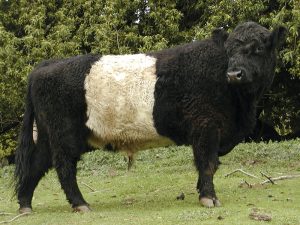 Belted Galloway bull