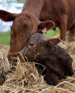 Dexter cow with calf