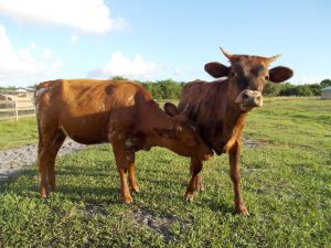 Florida Cracker Cattle