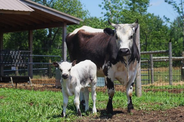 Randall Lineback Cattle and Calf