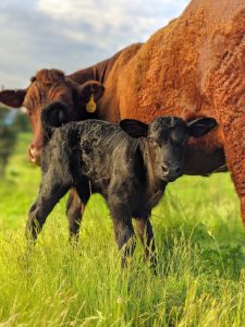 Red Devon cow with calf