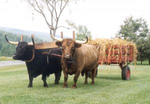 Dexter oxen pulling a cart