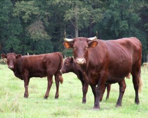 A trio of Milking Devons stand along a grassy field with a set of woods in the background. The main cow, occupying the right of the image, has a small set of horns. The two calfs are behind her, with one directly behind her while the second is to her left. All three are a dark reddish brown.