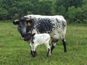 Pineywoods cow and calf