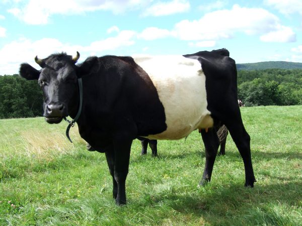 Part I: Heritage Dairy Breeds - The Livestock Conservancy