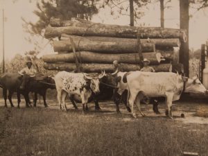 Logging with Pineywood Cattle