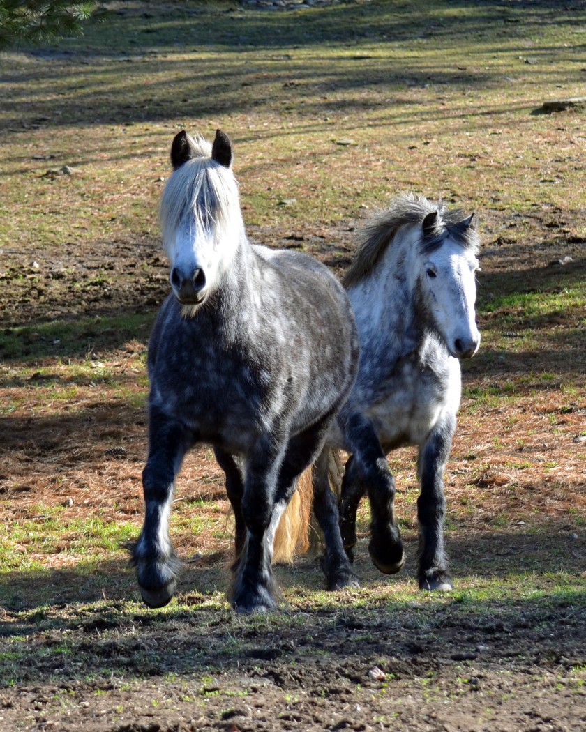 Dales Pony - The Livestock Conservancy