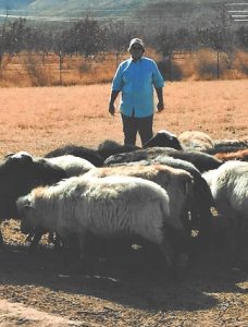 Janna Miller and her flock of Navajo-Churro sheep