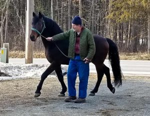 James McClay holds a Traditional Morgan horse