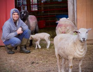 Travis Wright with Leicester Longwool sheep