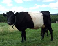 Dutch Belted Cow