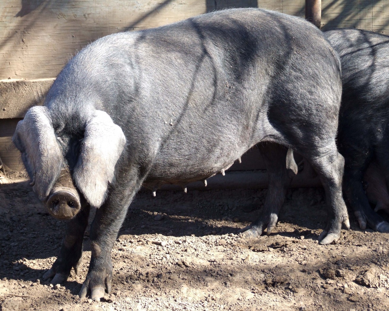 Large Black Pig - The Livestock Conservancy