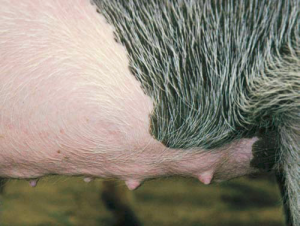 Figure 4. Small piglets may have challenges nursing the coarse rear teats on this gilt. (Photo courtesy of National Hog Farmer)
