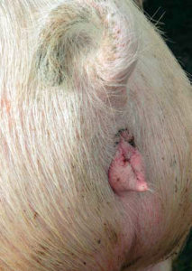 Figure 1. A gilt with a well-developed vulva. (Photo courtesy of National Hog Farmer)