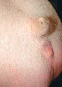 Figure 2. A gilt with an infantile vulva. This gilt should be culled. (Photo courtesy of National Hog Farmer)