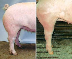 Figure 6. Side view of the rear leg for a normal pig (left) and one that is post-legged (right). Post-legged pigs should be considered for culling. (Photos courtesy of National Hog Farmer)