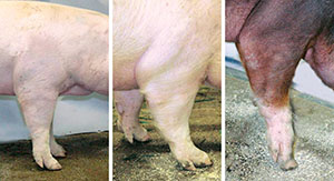 Figure 5. Side view of the front leg for normal (left), weak pasterns (middle) and buck-kneed (right). Buck-kneed pigs should be culled. (Photos courtesy of National Hog Farmer)