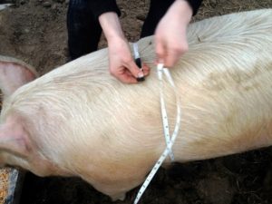 Figure 8. Pig weight can be estimated using a hog weigh tape to measure heart girth circumference.