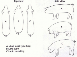 Figure 9. Examples of a lean pig of modern meat type (A), a lard type heritage pig (B), and a lean pig with inferior muscling (C).