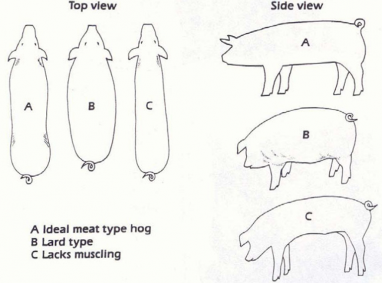Hog Reference Selecting Breeding Stock for Heritage Hogs - The Livestock Conservancy