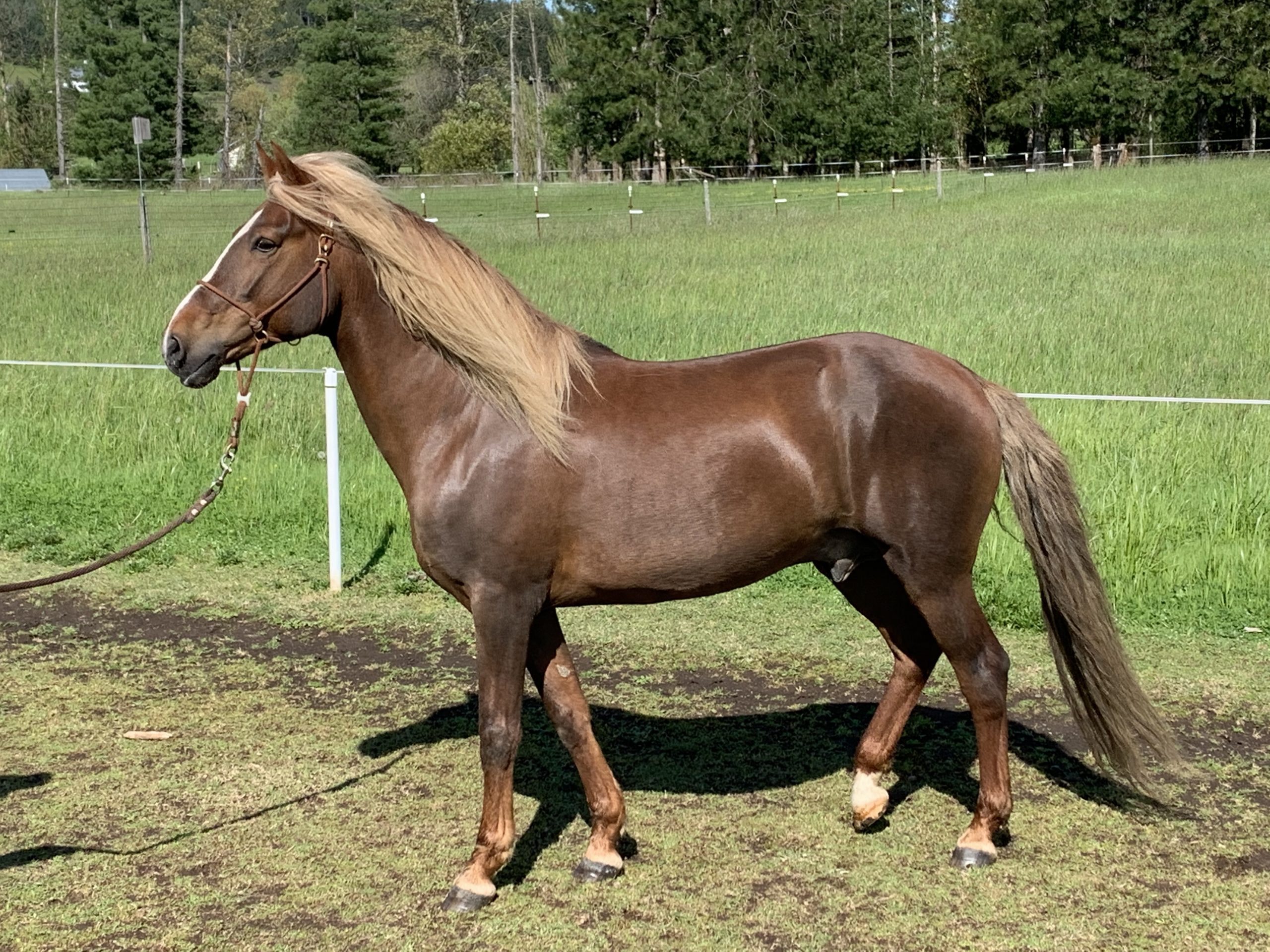 Puerto Rican Paso Fino horse