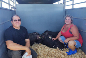 Felicia and Darren Krock picking up half British/half American Large Black piglets for their farm Triangle K Ranch