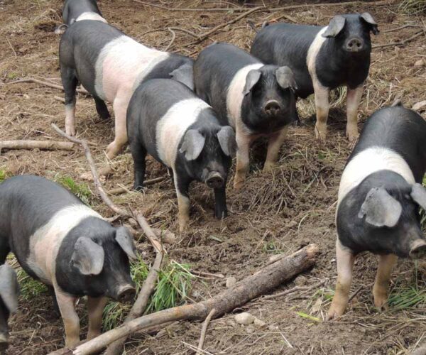 British Sattleback Pigs