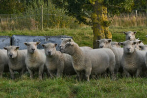 Southdown ewes