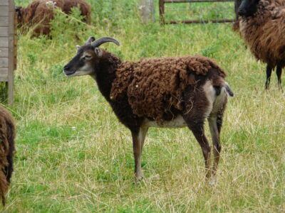 British Soay sheep side view