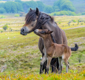 A three-day-old Exmoor Pony filly foal and her mother playing on the Commons of the Exmoor Nationa Park.