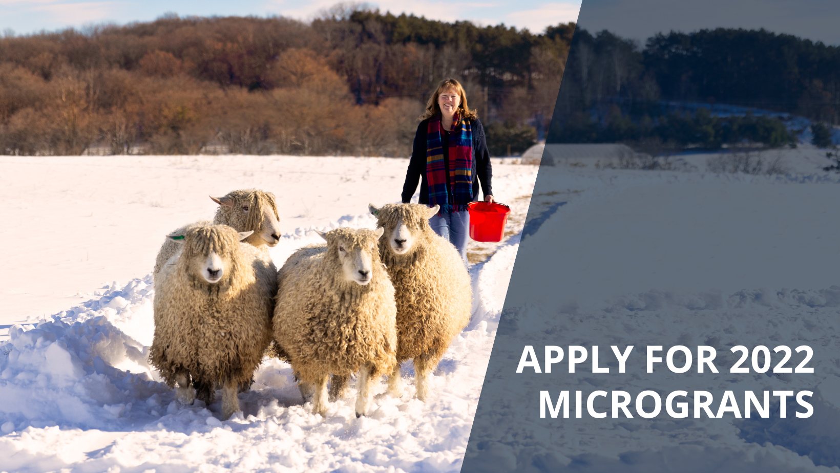 Apply for a 2022 Microgrant Cotswold Sheep