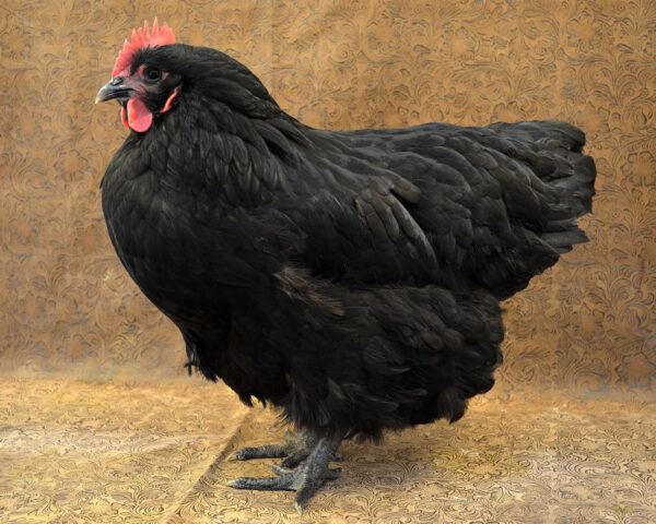 Australorp Rooster