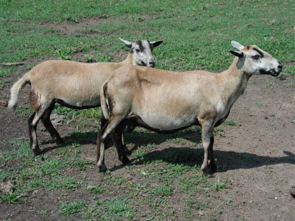 Barbados Blackbelly Ewes