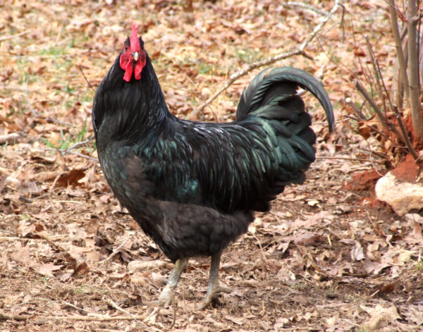 Black Jave Rooster