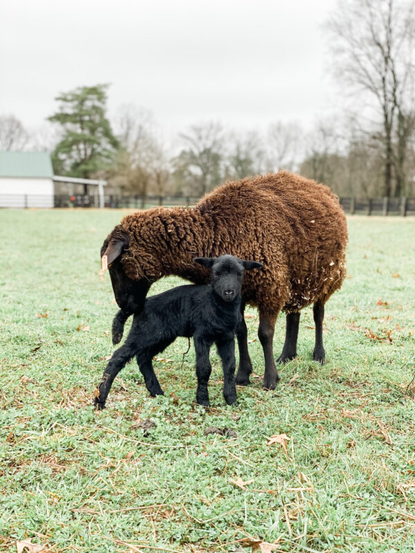 Black Welsh Ewe and Lamb