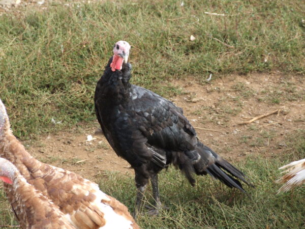 Black Turkey Poult