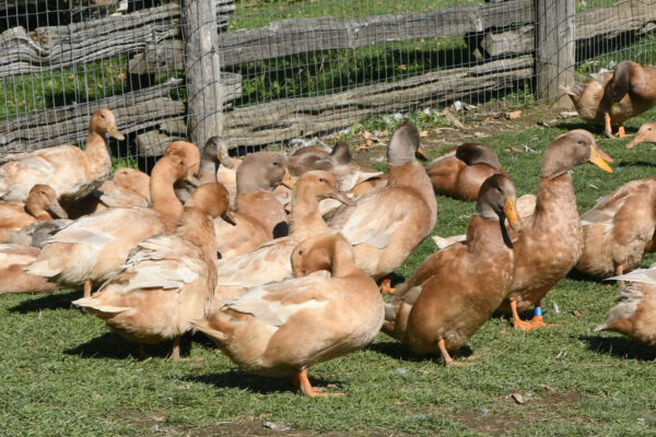 Flock of Buff Ducks