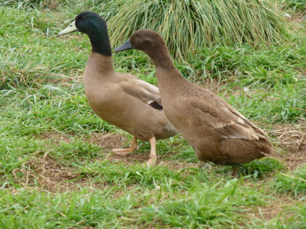 Pair of Campbell Ducks